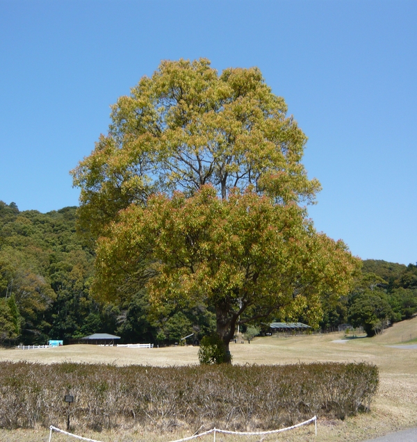 4月14日(木)楠は燃えている!_f0060461_14413942.jpg
