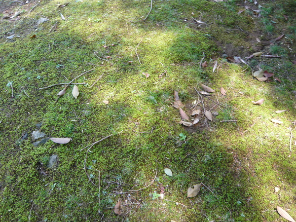 4月14日(木)楠は燃えている!_f0060461_14461899.jpg