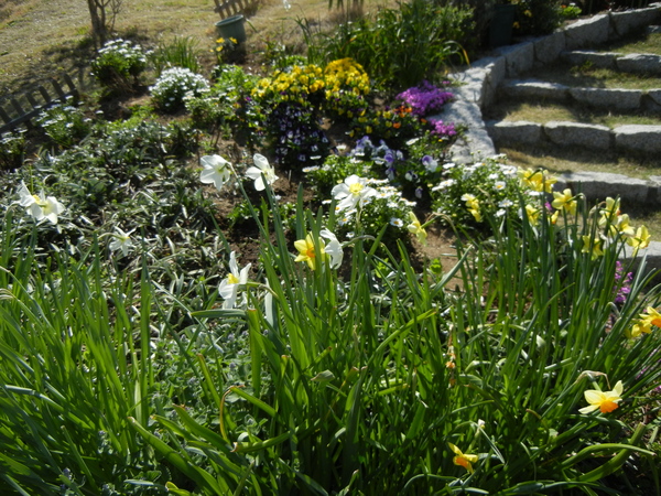 ２０１１年４月１３日（水）庭でもお散歩でも春真っ盛り！_f0060461_72418.jpg