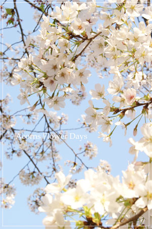 ねむの木エバーフレッシュと今年の桜_f0215262_19344365.jpg