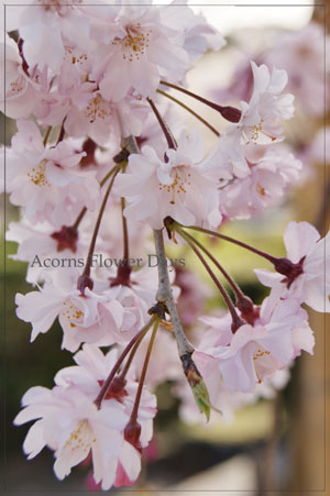 ねむの木エバーフレッシュと今年の桜_f0215262_19353071.jpg