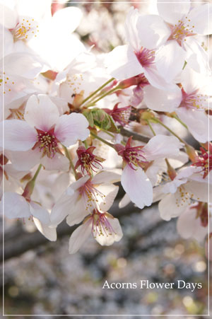 ねむの木エバーフレッシュと今年の桜_f0215262_19354615.jpg