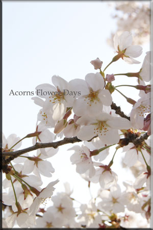 ねむの木エバーフレッシュと今年の桜_f0215262_193553.jpg