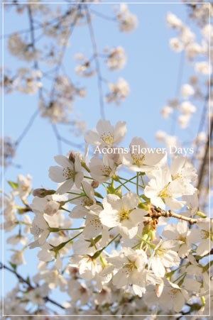 ねむの木エバーフレッシュと今年の桜_f0215262_1936340.jpg