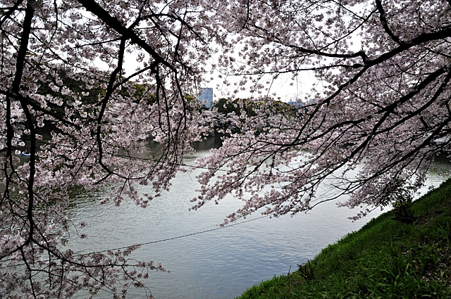 再び千鳥ヶ淵緑道の桜を撮る、、、やがて雨_a0031363_0481523.jpg