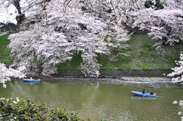 再び千鳥ヶ淵緑道の桜を撮る、、、やがて雨_a0031363_051467.jpg