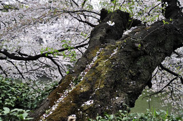 再び千鳥ヶ淵緑道の桜を撮る、、、やがて雨_a0031363_111874.jpg