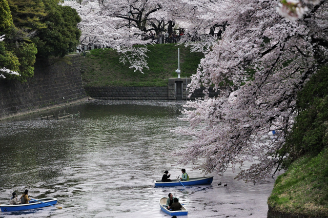 再び千鳥ヶ淵緑道の桜を撮る、、、やがて雨_a0031363_15228.jpg