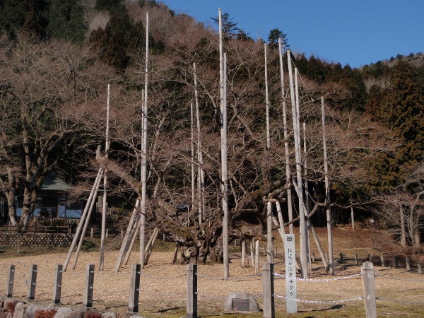 根尾の薄墨桜の桜を見にいきます_a0031363_511162.jpg