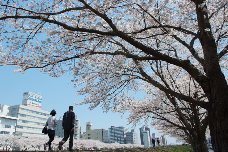桜の木下で 水戸市 桜川サイクリングロード 本日のショット 下手の横好き 気ままに一枚 桜の木下で 水戸市 桜川サイクリングロード 本日のショット 下手の横好き 気ままに一枚