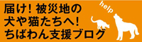 被災犬救済希望アンケート→停止いたしました。_d0230067_16413880.jpg