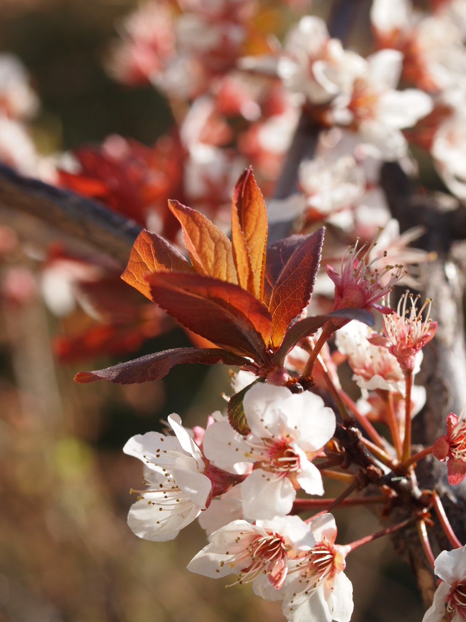 紅花すもも_f0229169_22515565.jpg