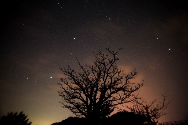 星のなる樹_a0095470_23565550.jpg