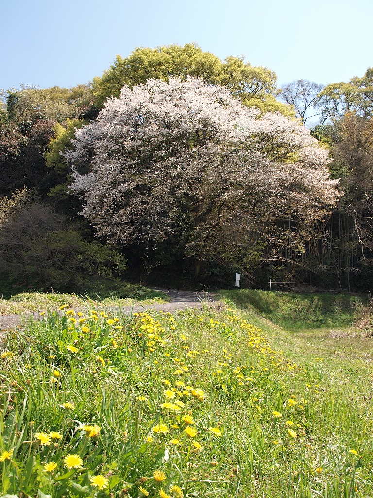 23年春の定点撮影_f0040670_15504399.jpg