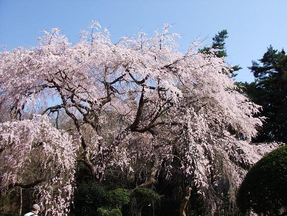 桜咲き始めました（＾０＾）b_b0216372_15203115.jpg