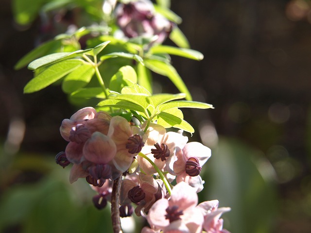 『木通（アケビ）の花』　_d0054276_20194592.jpg