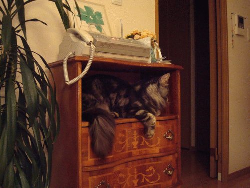 a0135577_7581158.gif