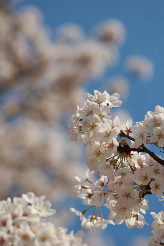 桜と菜の花_c0229377_22275676.jpg