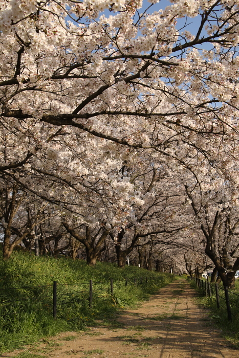 桜と菜の花_c0229377_223244100.jpg