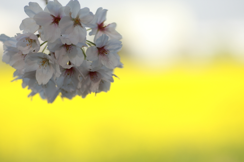 桜と菜の花_c0229377_2234207.jpg