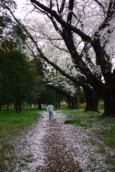 桜_a0108881_102034.jpg