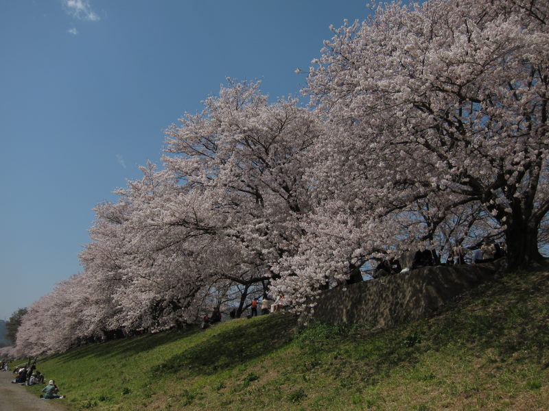 素晴らしい日本の春！！満開の背割り桜－京都・八幡_e0138081_16264923.jpg