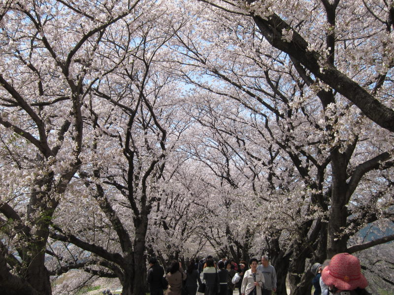 素晴らしい日本の春！！満開の背割り桜－京都・八幡_e0138081_16301254.jpg