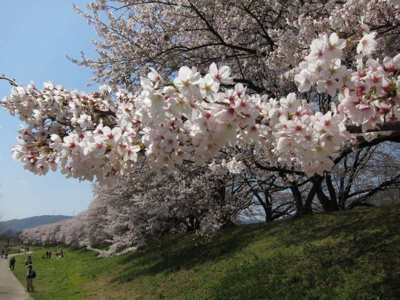 素晴らしい日本の春！！満開の背割り桜－京都・八幡_e0138081_16334668.jpg