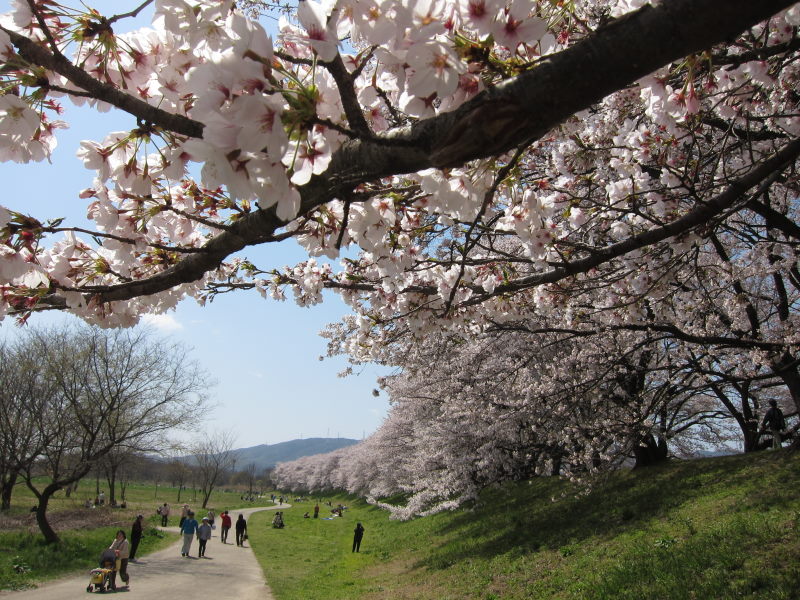 素晴らしい日本の春！！満開の背割り桜－京都・八幡_e0138081_16342925.jpg
