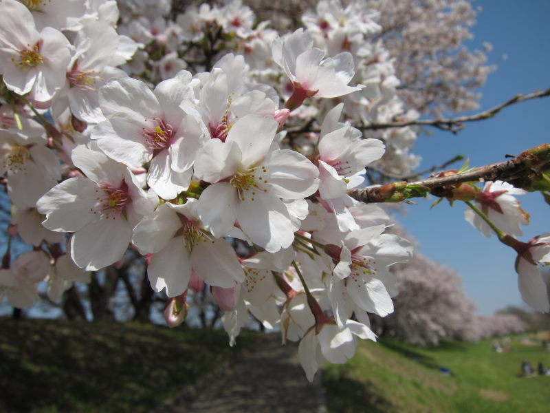 素晴らしい日本の春！！満開の背割り桜－京都・八幡_e0138081_16351782.jpg