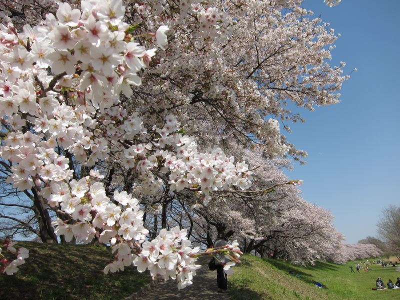 素晴らしい日本の春！！満開の背割り桜－京都・八幡_e0138081_16361265.jpg