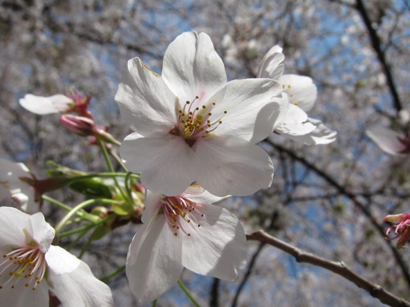 素晴らしい日本の春！！満開の背割り桜－京都・八幡_e0138081_1638237.jpg