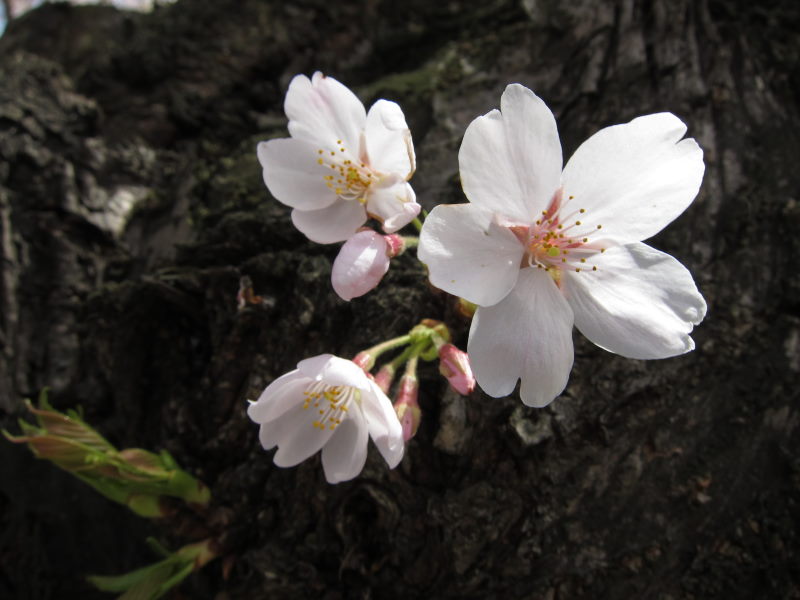 素晴らしい日本の春！！満開の背割り桜－京都・八幡_e0138081_1642969.jpg