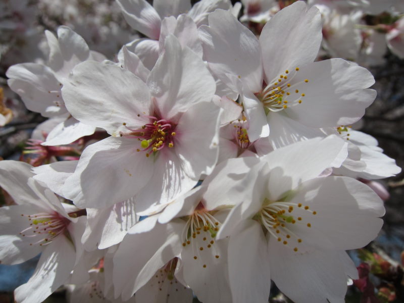 素晴らしい日本の春！！満開の背割り桜－京都・八幡_e0138081_1644595.jpg