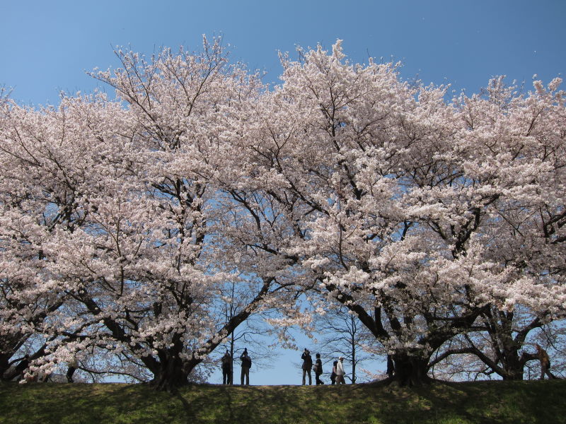 素晴らしい日本の春！！満開の背割り桜－京都・八幡_e0138081_16475338.jpg