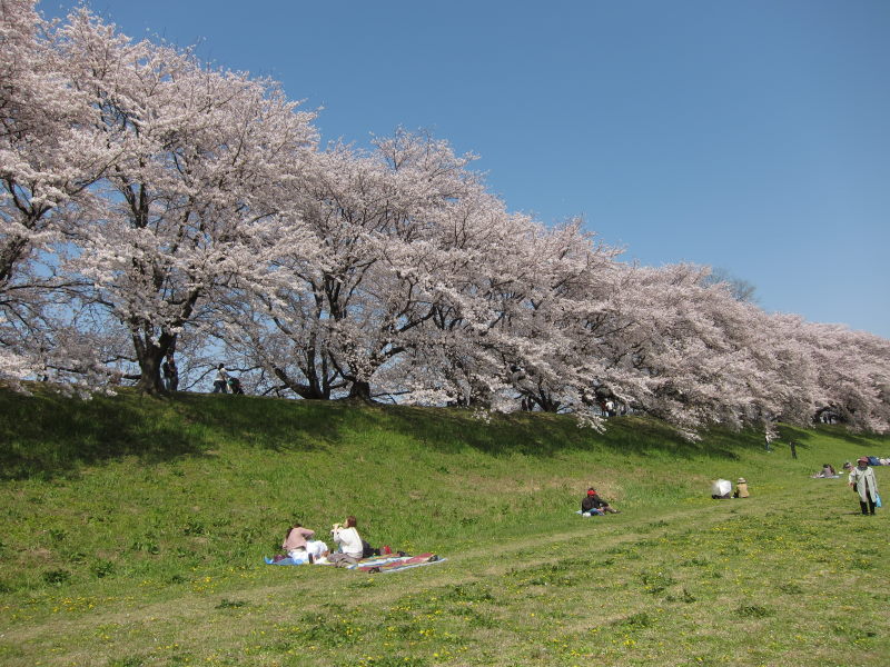 素晴らしい日本の春！！満開の背割り桜－京都・八幡_e0138081_16494767.jpg