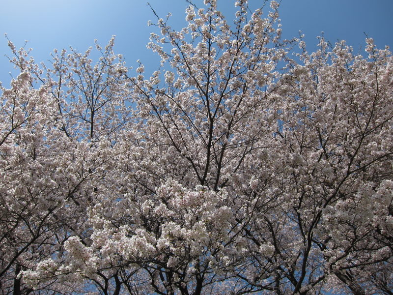 素晴らしい日本の春！！満開の背割り桜－京都・八幡_e0138081_16511883.jpg