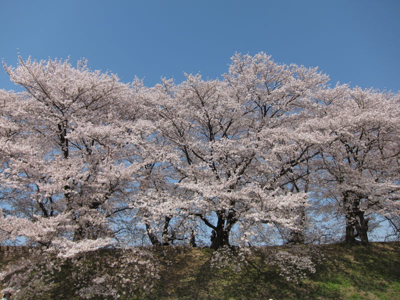 素晴らしい日本の春！！満開の背割り桜－京都・八幡_e0138081_1652234.jpg