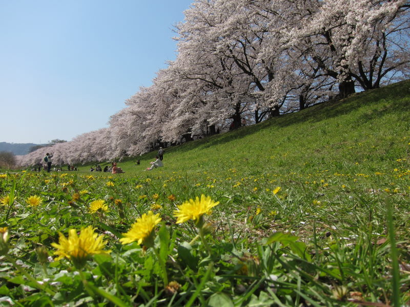 素晴らしい日本の春！！満開の背割り桜－京都・八幡_e0138081_1656371.jpg