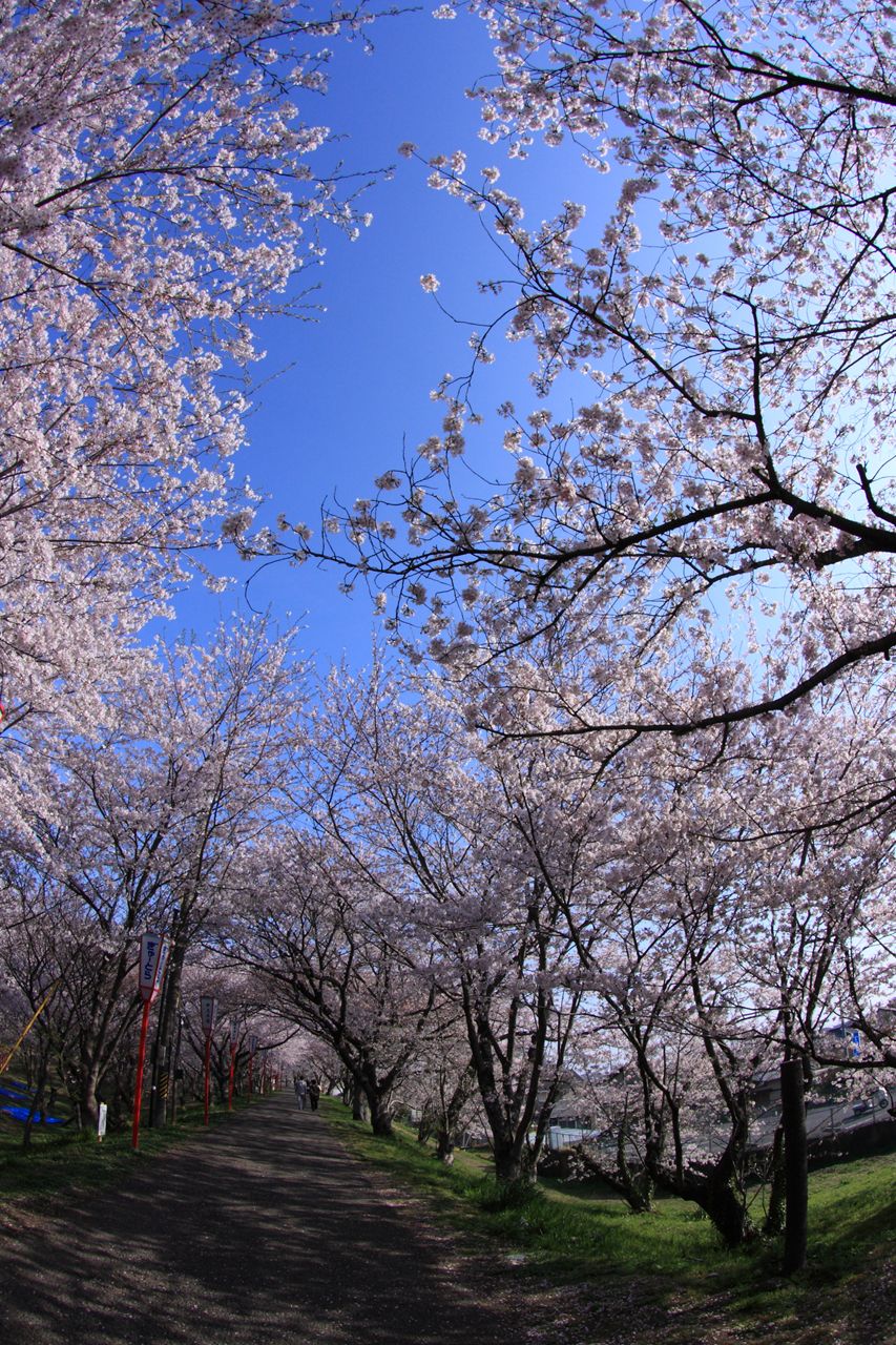 2011宮川堤の桜2_f0034583_22321168.jpg