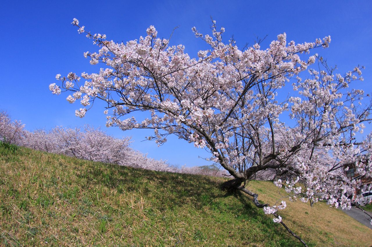 2011宮川堤の桜2_f0034583_22324572.jpg