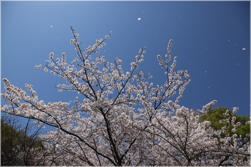 根岸森林公園の桜_c0159184_20531018.jpg