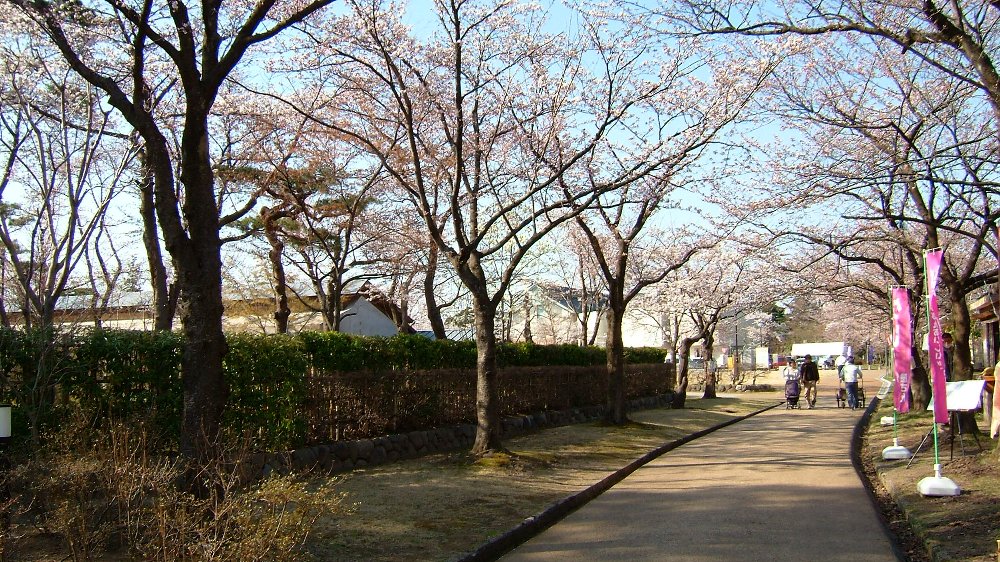 高田城址公園の桜！_e0065084_2035267.jpg