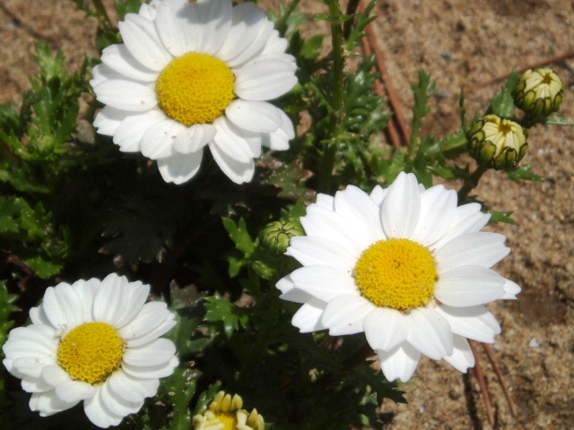 春の花壇 白い花 ふぉとがら蔵