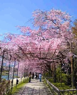 鴨川の桜_c0063587_11422328.jpg