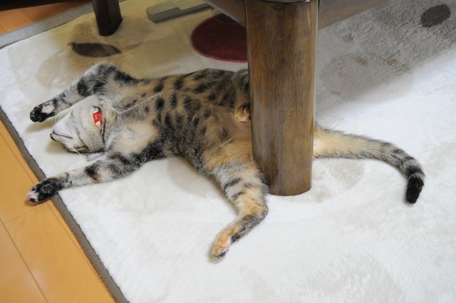 ひっくりカエル_a0126590_4355999.jpg