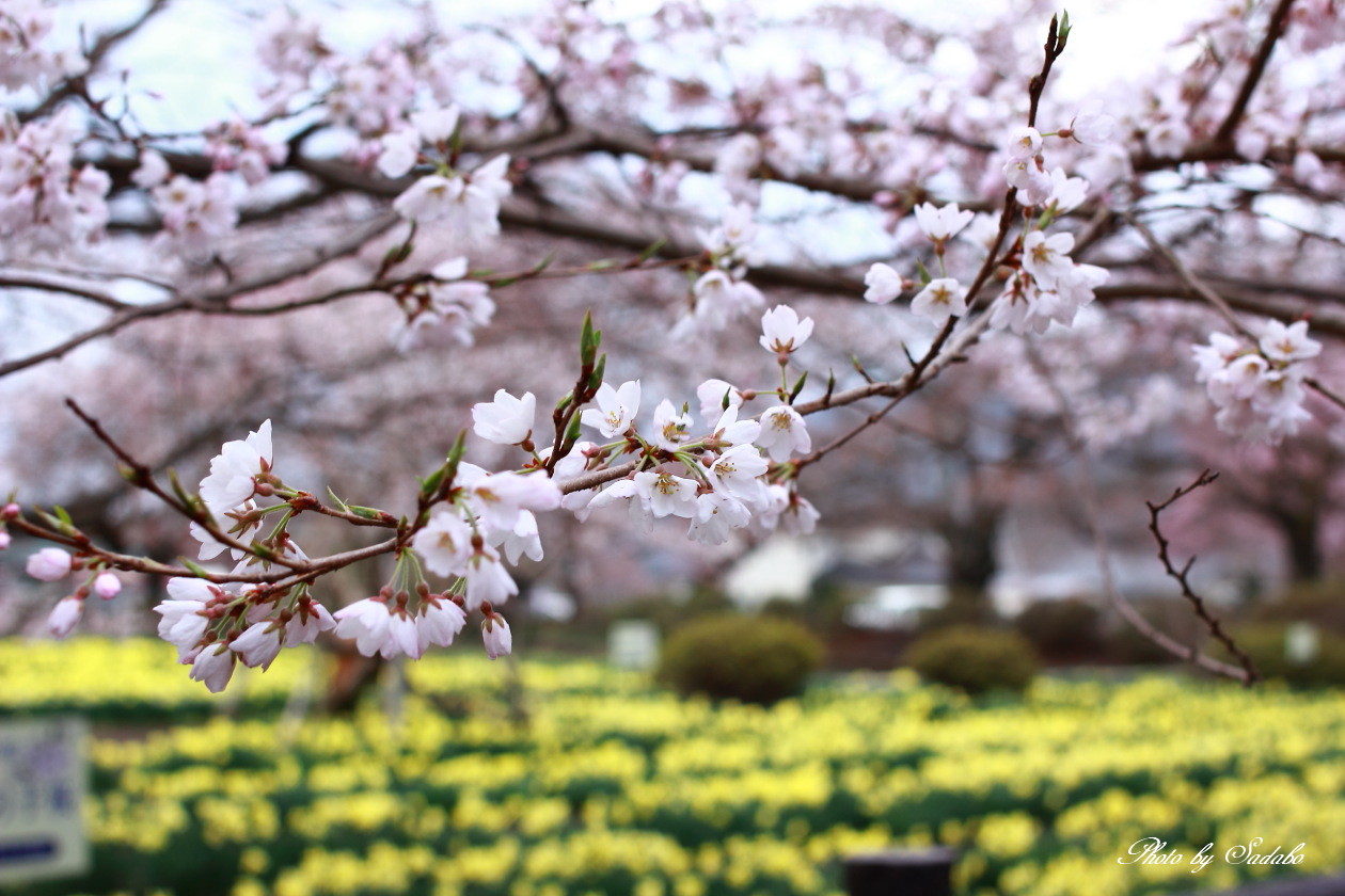 実相寺の「淡墨桜」_d0192990_22503015.jpg