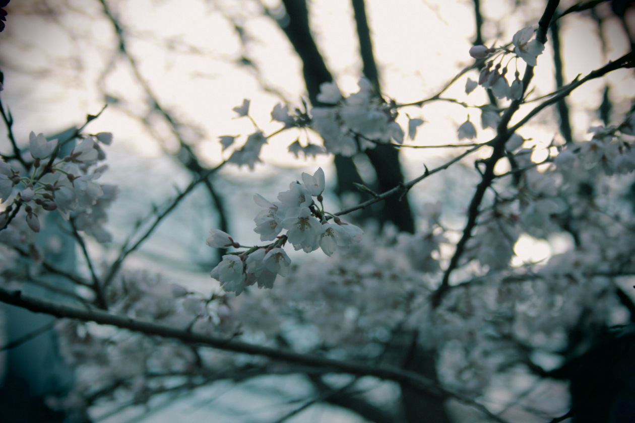 実相寺の「淡墨桜」_d0192990_22541199.jpg