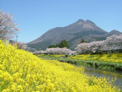 ゆふいん桜通信 - 4月14日号_f0227892_22142918.jpg