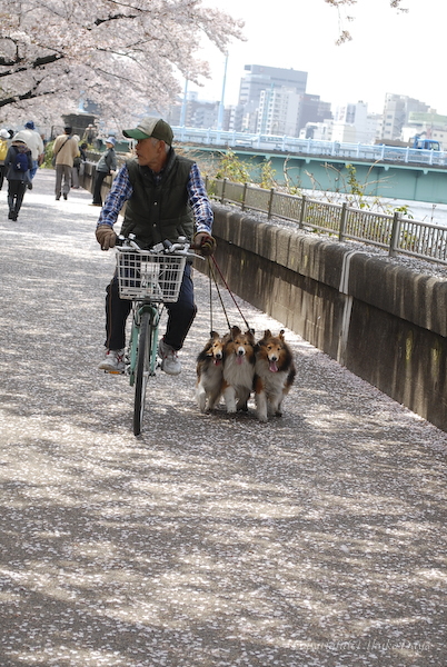 墨田の流れ_d0114093_0512078.jpg